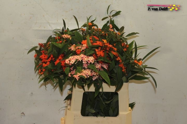 Euphorbia Fu Mixed 60cm