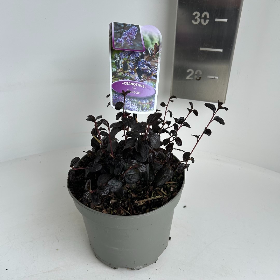 Picture of Ceanothus Tuxedo P17 (2 Ltr) (LOOSE)