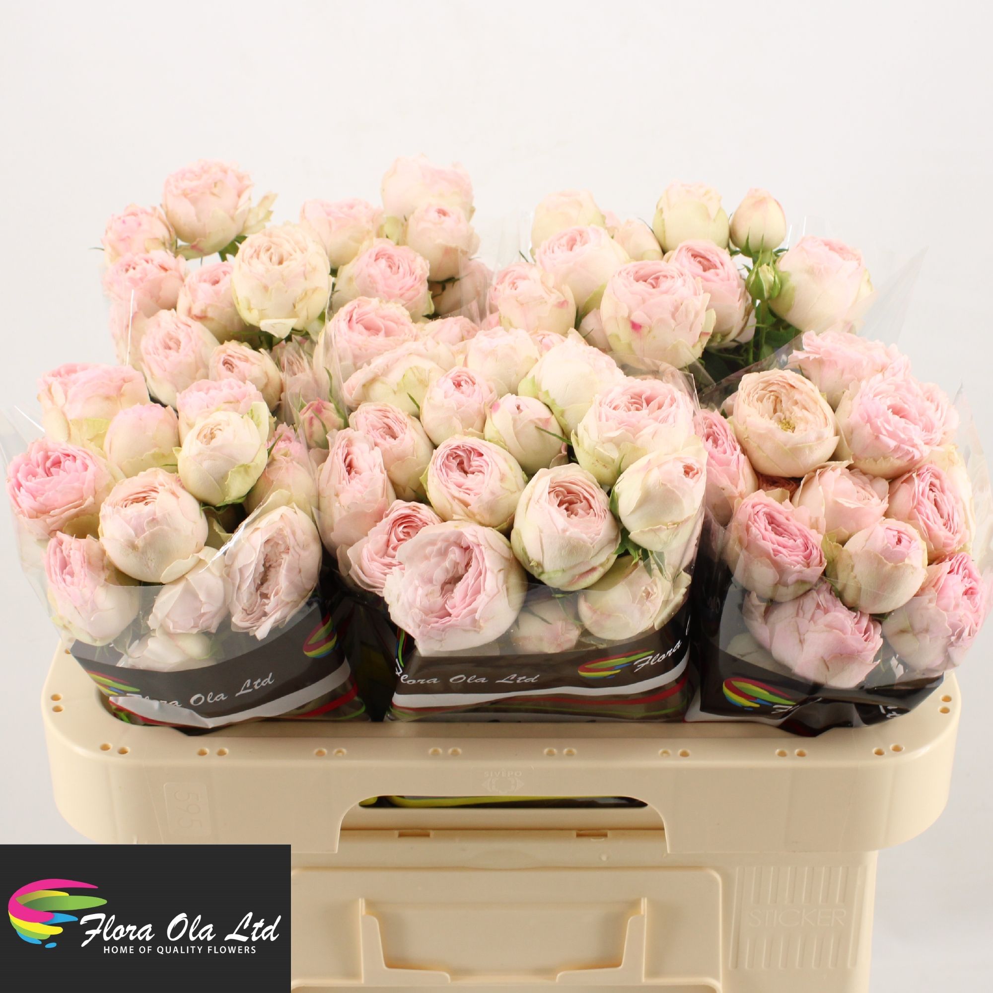 Rosa Spray Mansfield Park 60cm
