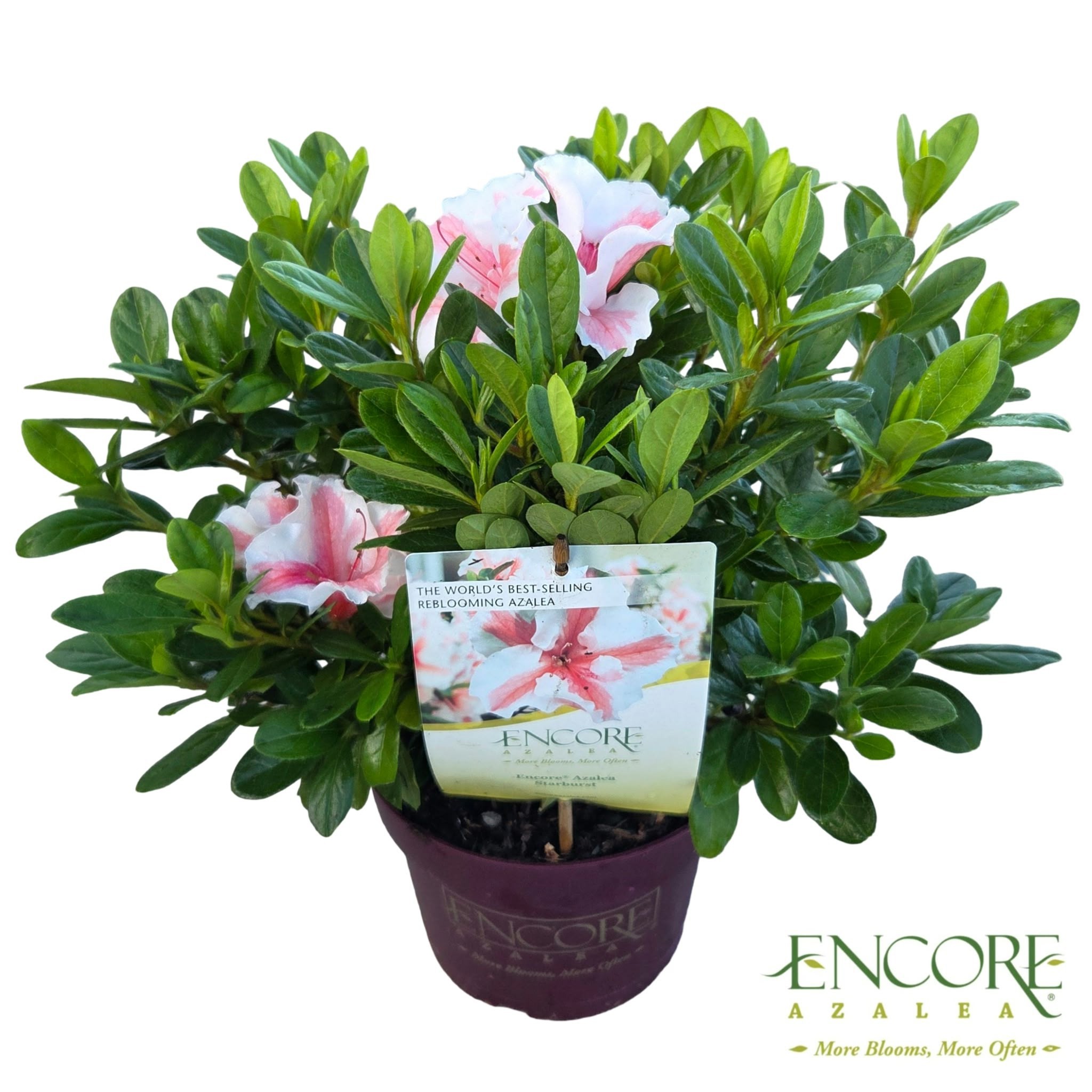 Rhododendron Encore® Autumn Starburst ('Robleze')