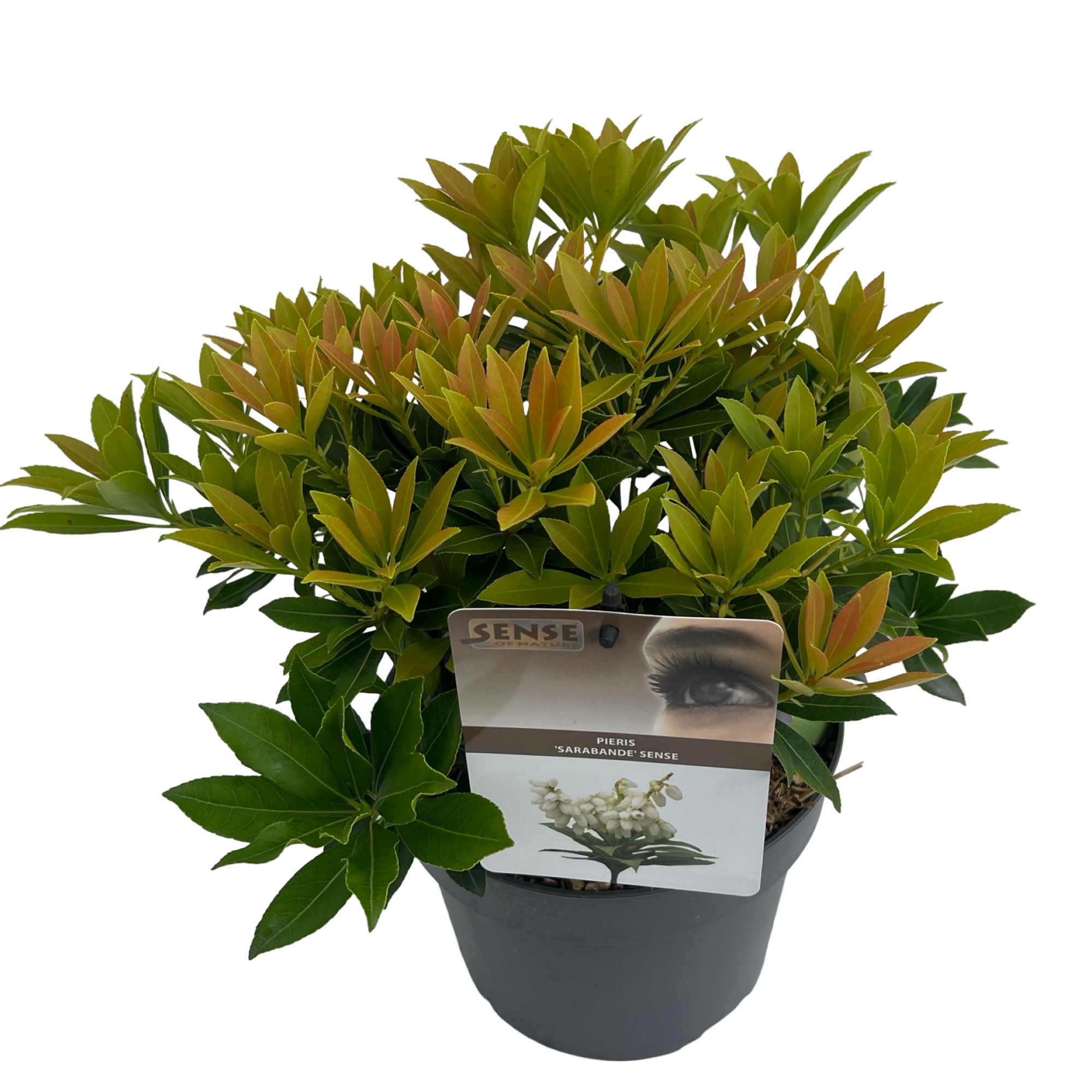 Picture of Pieris jap. Sarabande P19 (3 Ltr) (LOOSE)