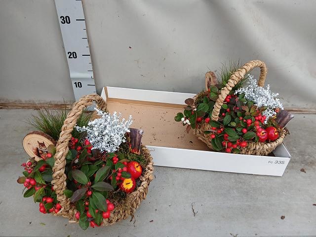 Arrangement Garden Plants 25Ø