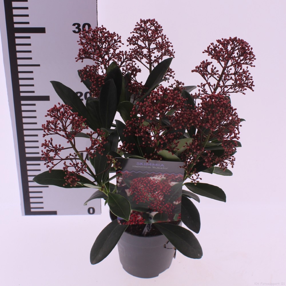Picture of Skimmia jap. 'Rubella'