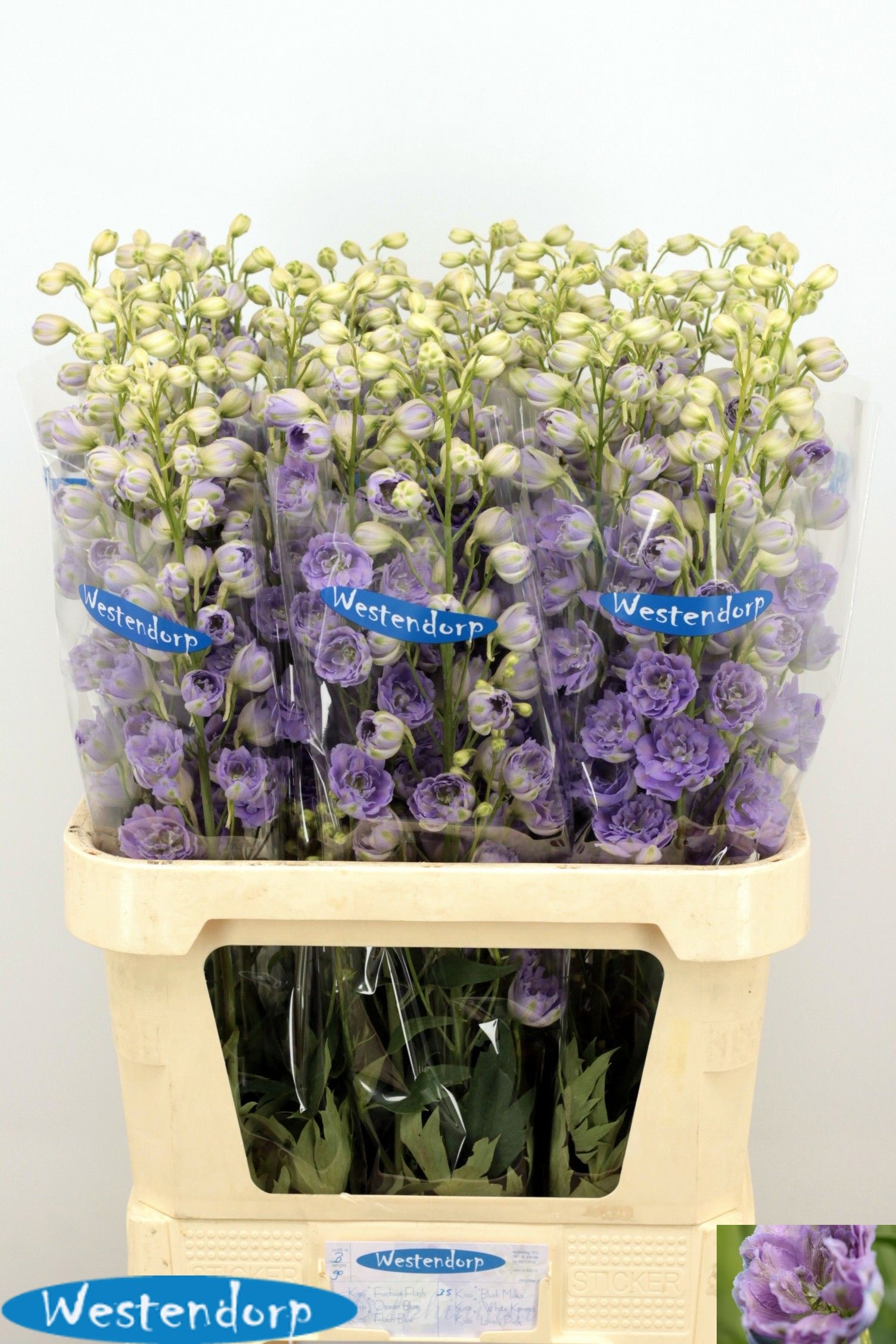Delph El Ki Bl Milka 90cm