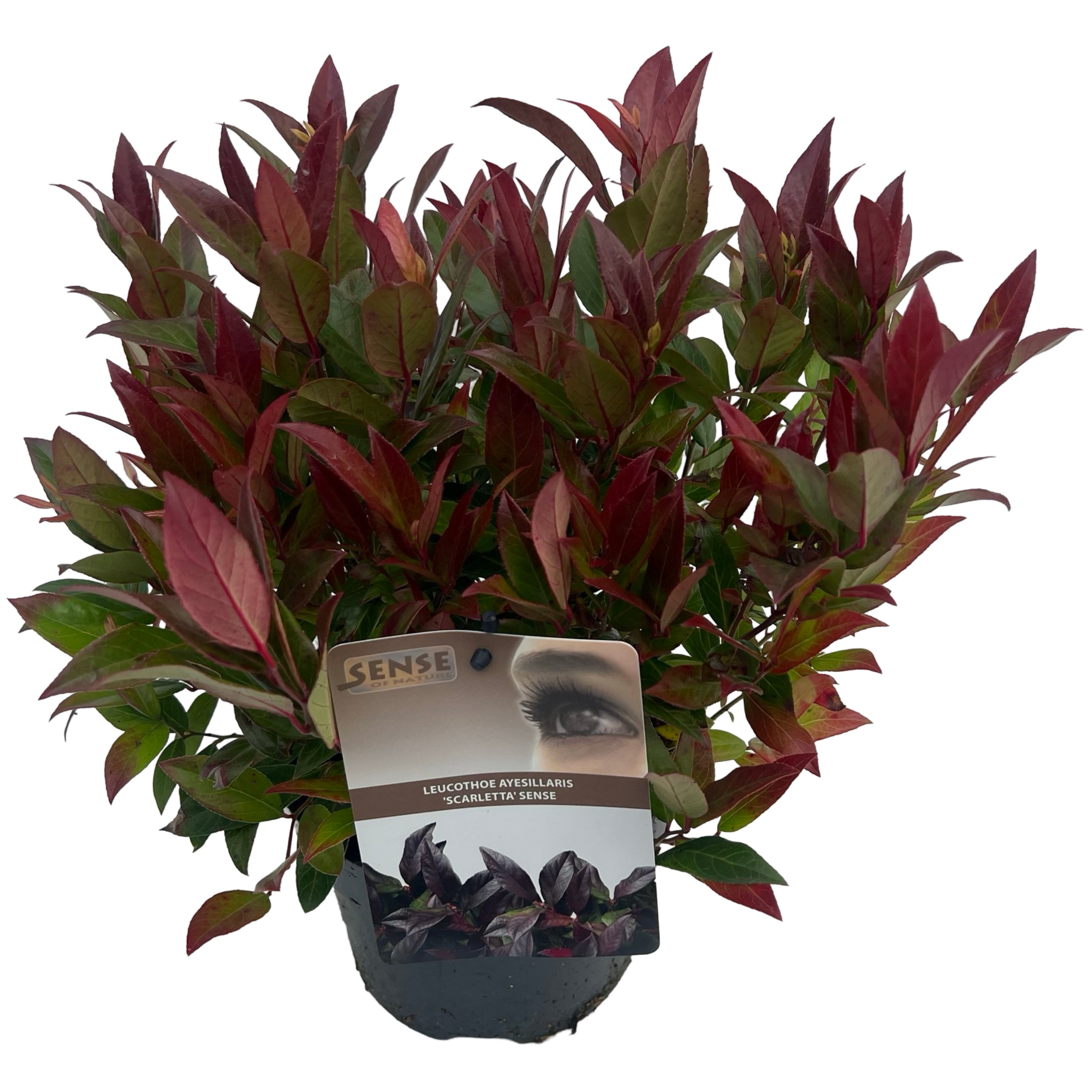 Picture of Leucothoe Scarletta sense P17 (2 Ltr)