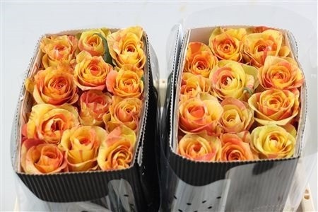 Rosa 50cm