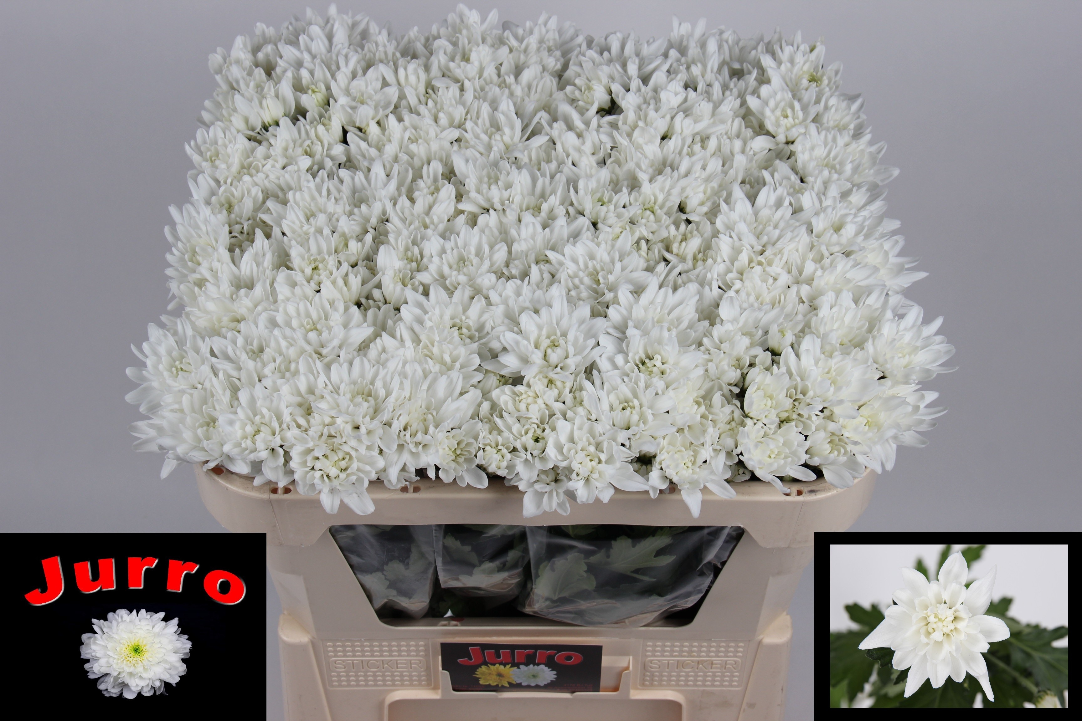 Chrys Spray Frozen 50gram