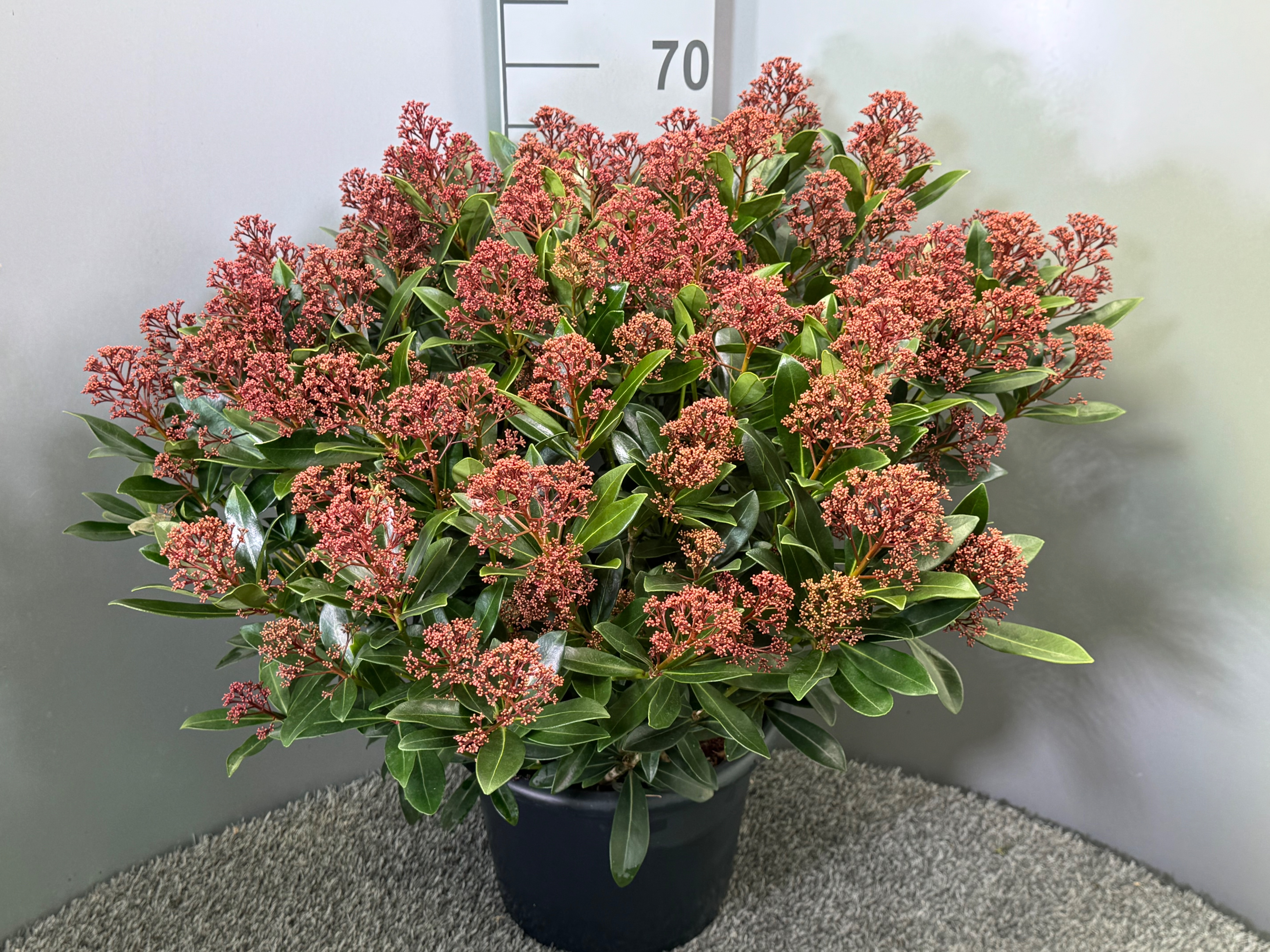 Picture of Skimmia japonica Rubesta P29 (10 Ltr)