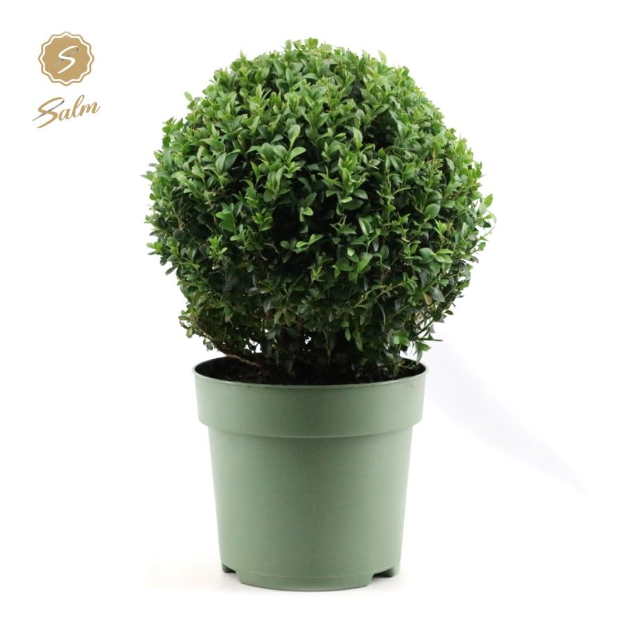 Picture of Buxus semp. Ball Ø30cm P23