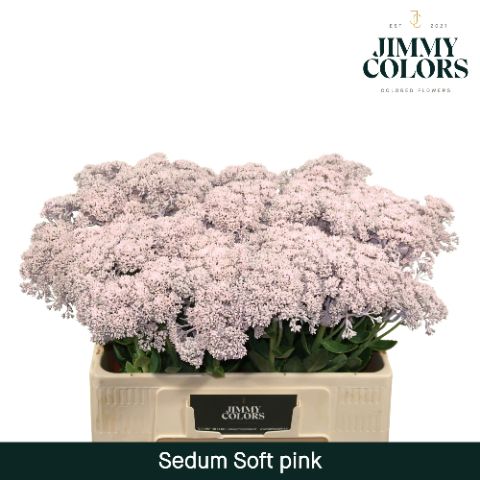 Sedum L55 Soft Pink
