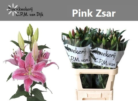 Li Or Pink Zsar 80cm 5/7bl