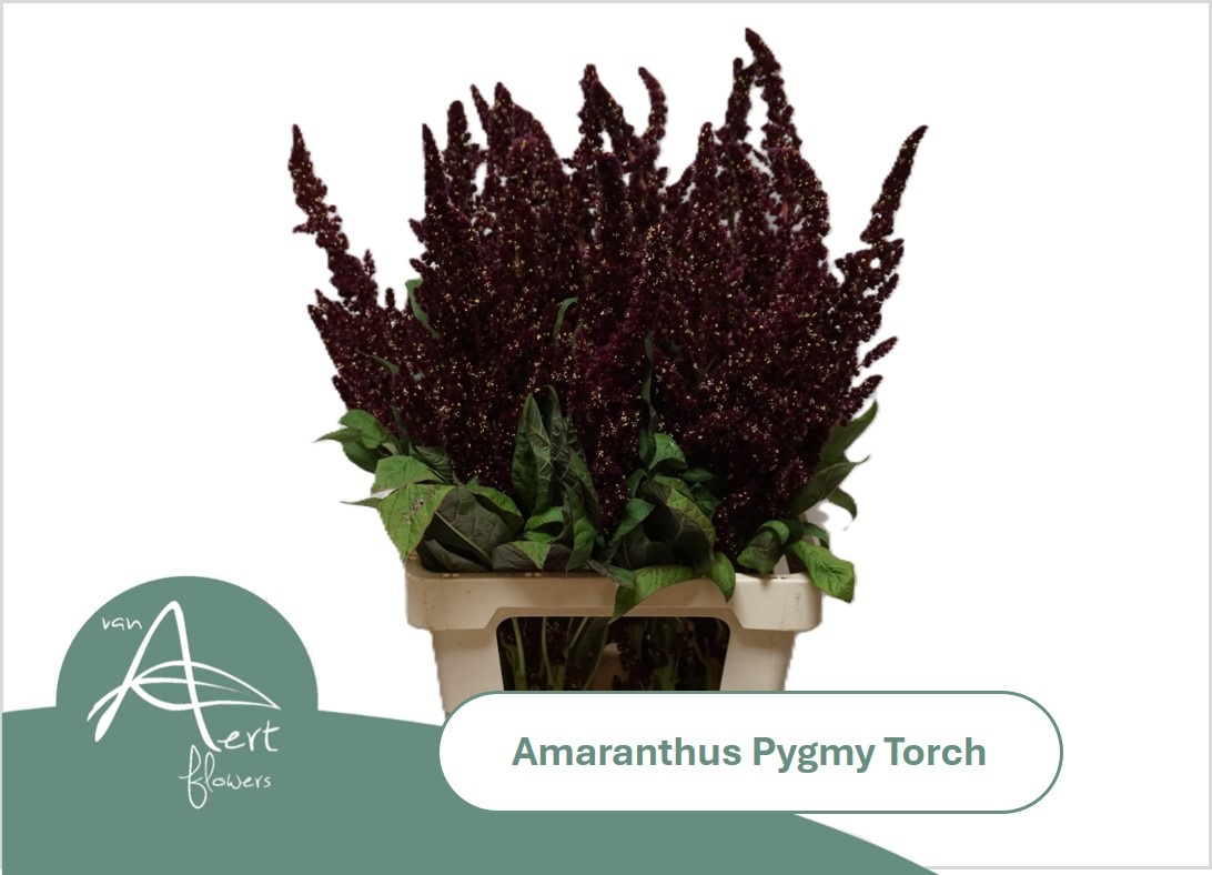 Amar Hy Pygmy Torch