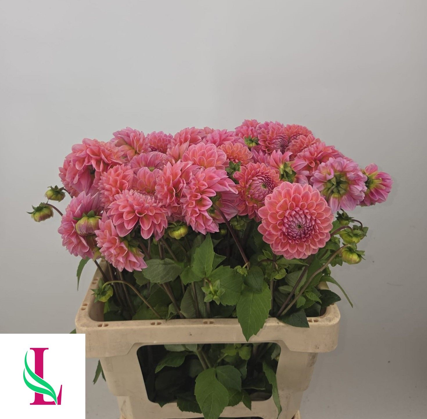 Dahlia Lindas Baby 50cm