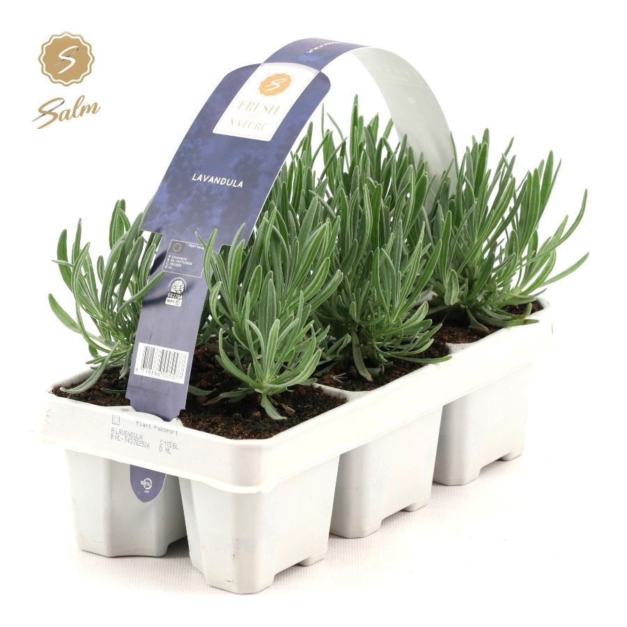 Picture of Lavandula 6-Pack