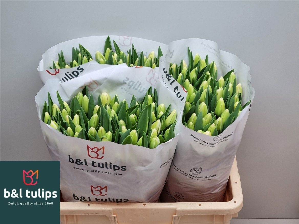 Tulipa Antarctica 40cm 36gram