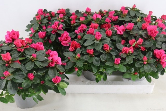 Rhodo Si Nordlicht 13Ø 35cm