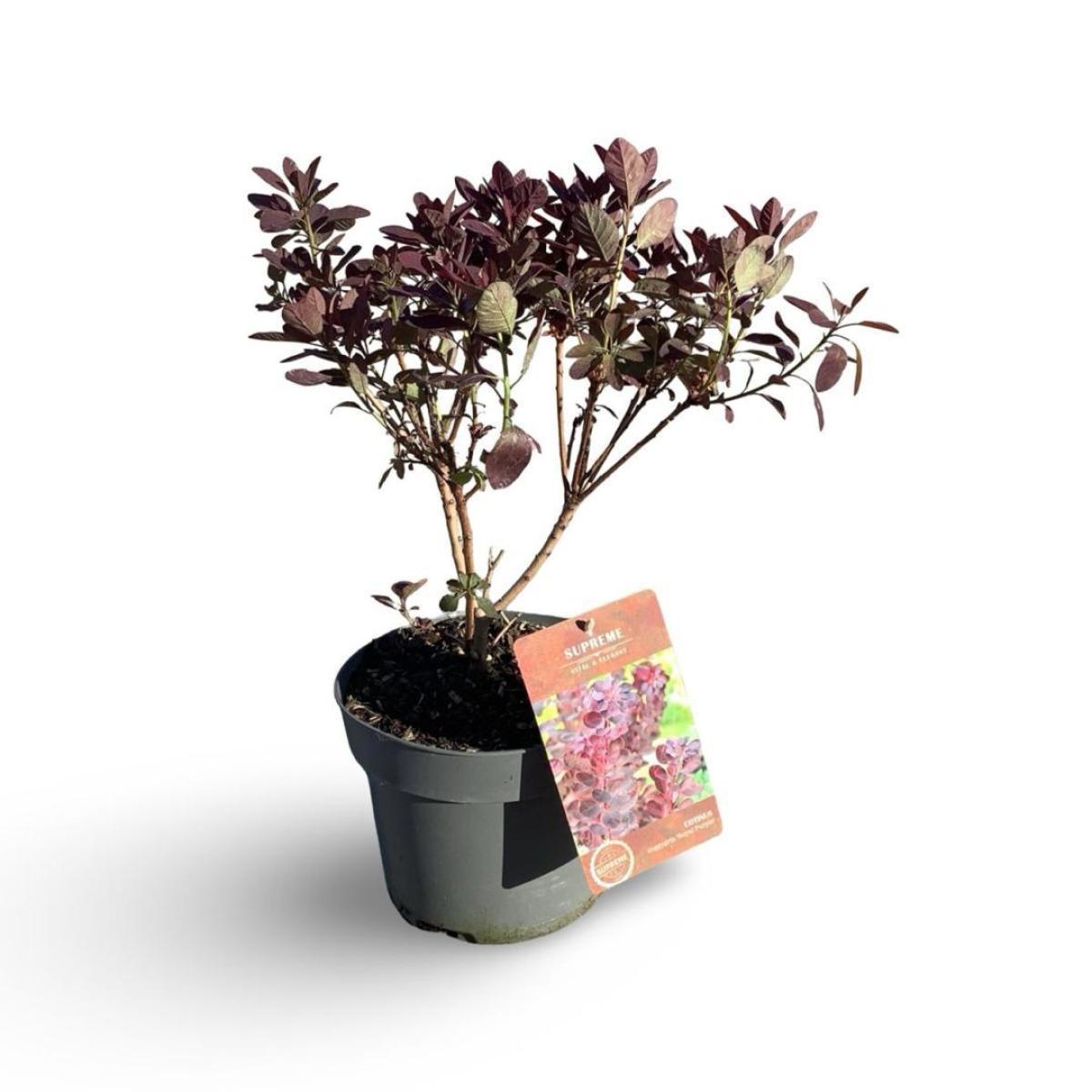 Coti Co Royal Purple