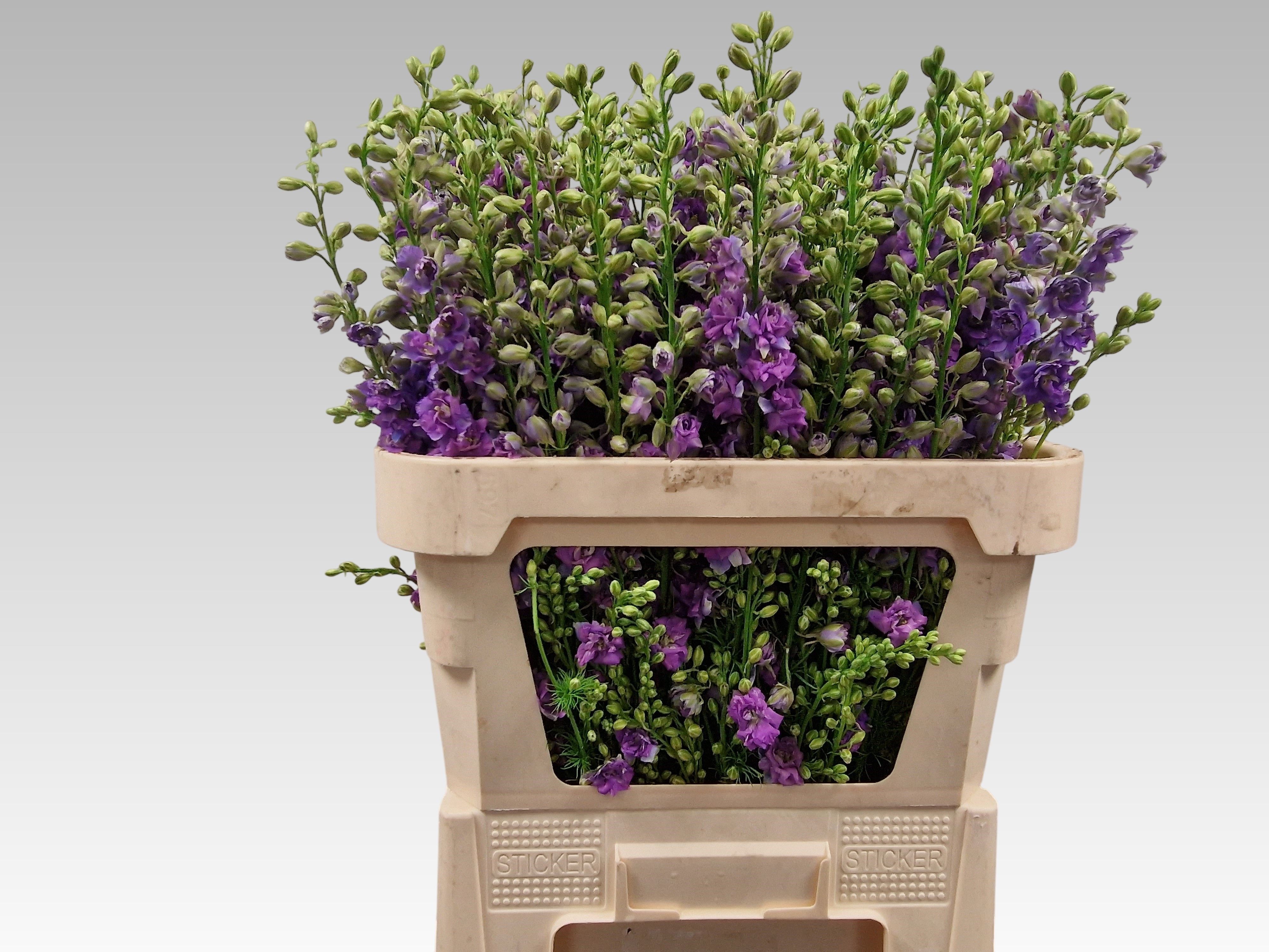 Cons R Q Viole Lilac 90L.cm