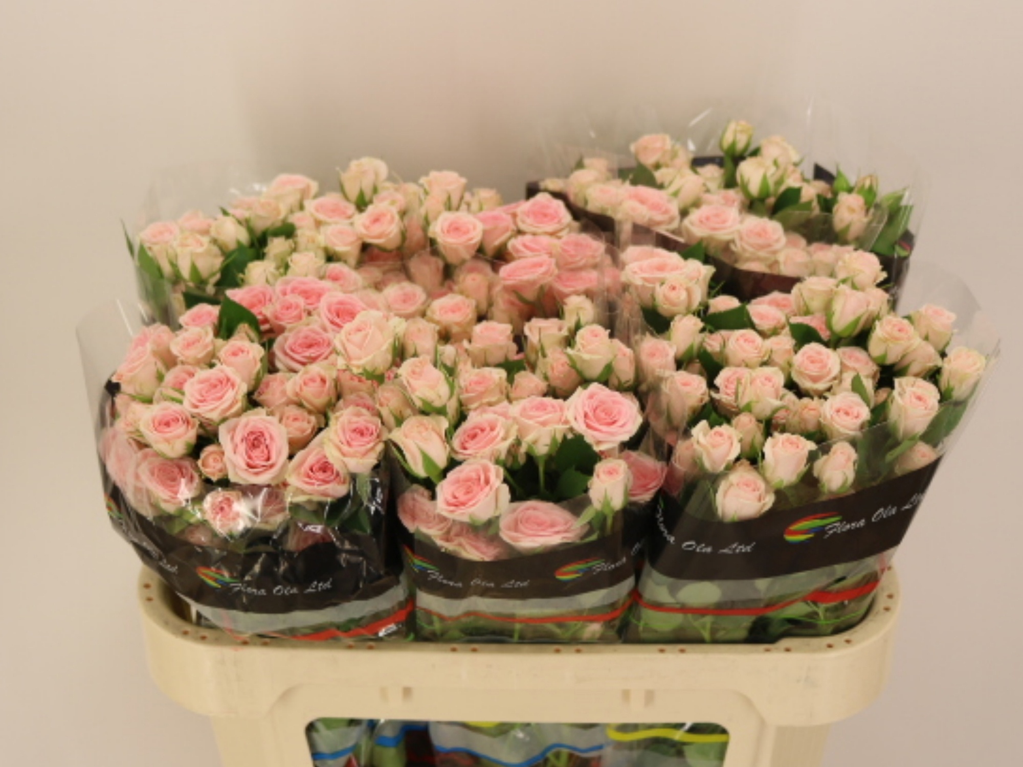 R Tr Severina 70cm