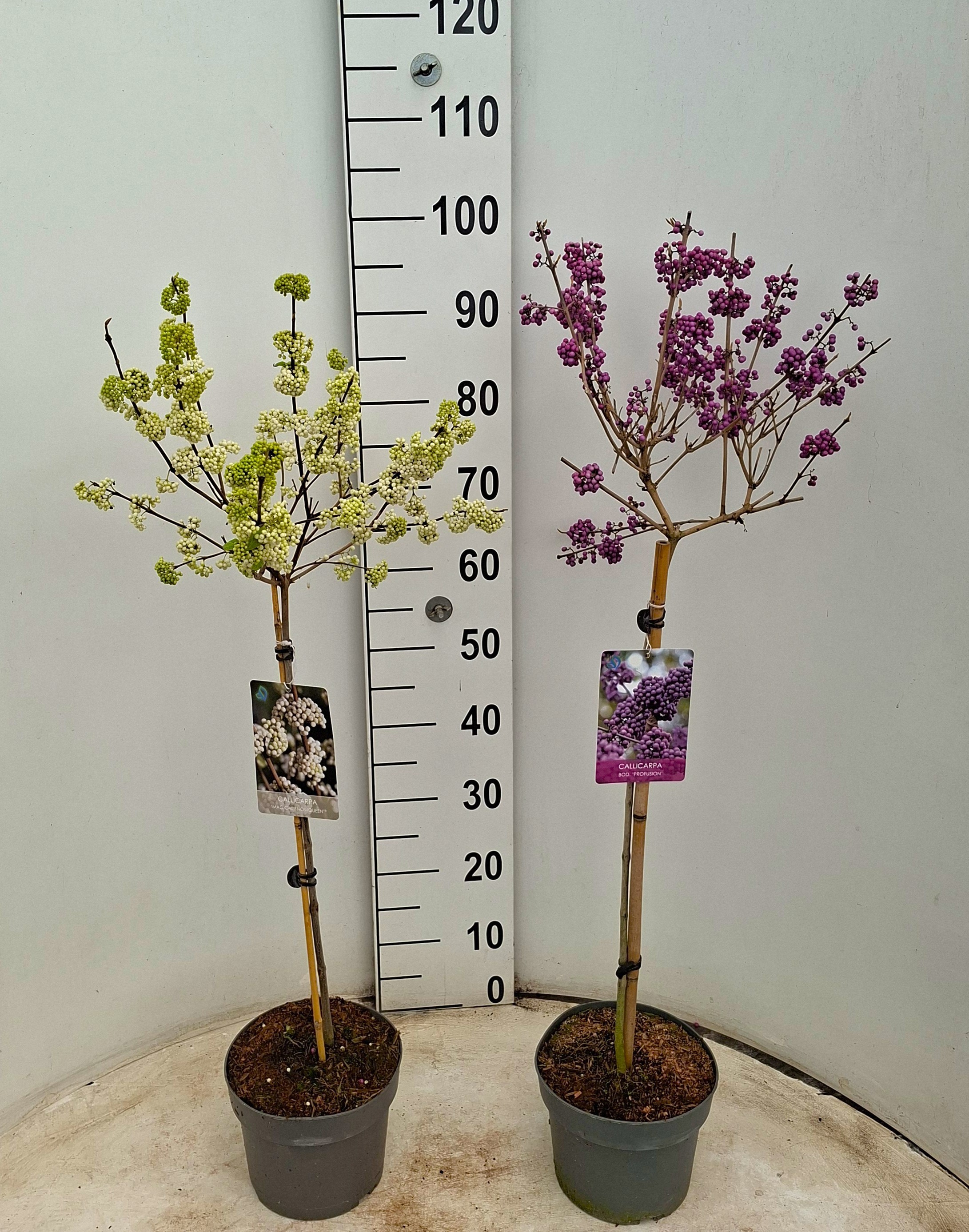 Callicarpa in Soorten