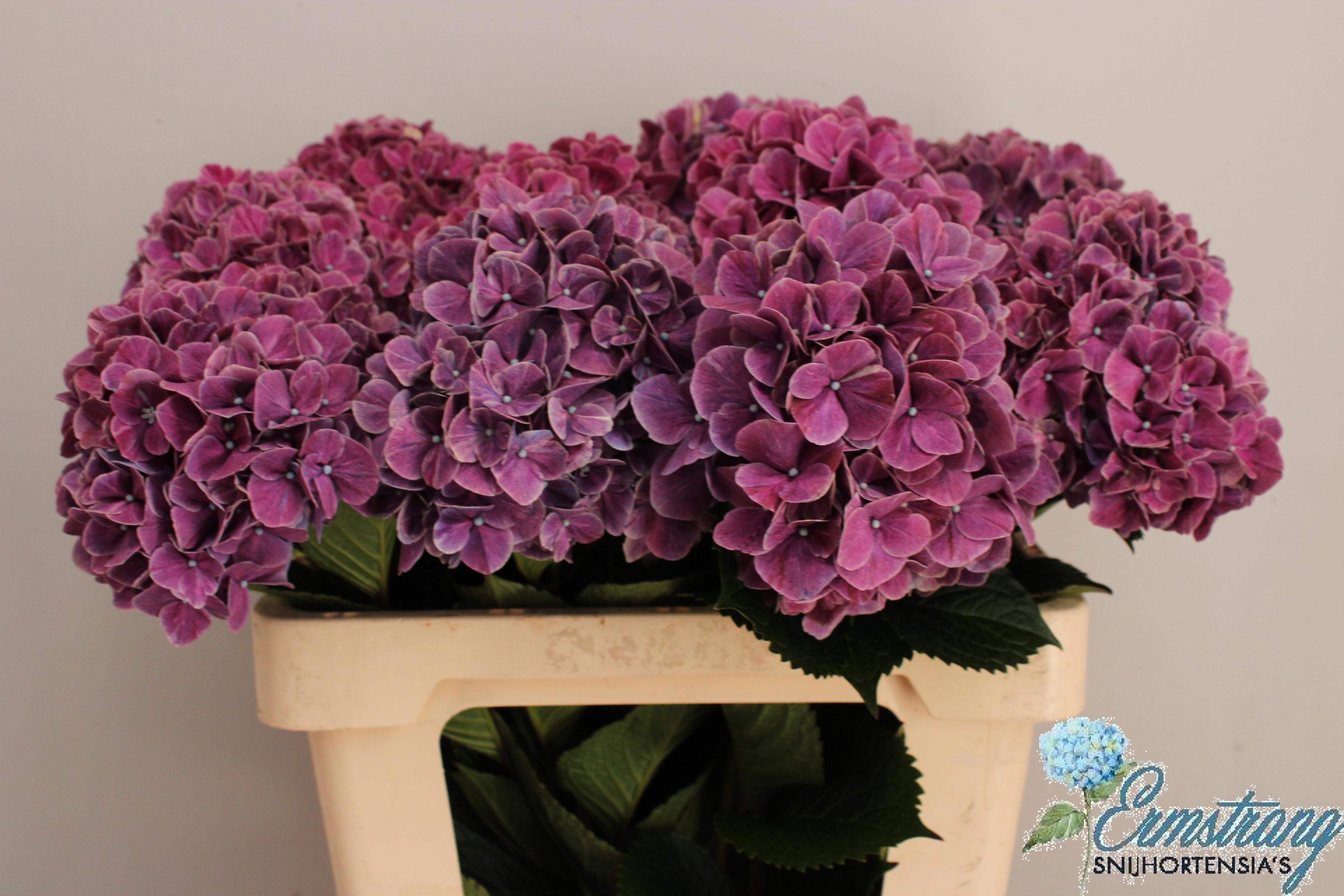 Hydrangea Sweet Ruby 60cm 16Ø