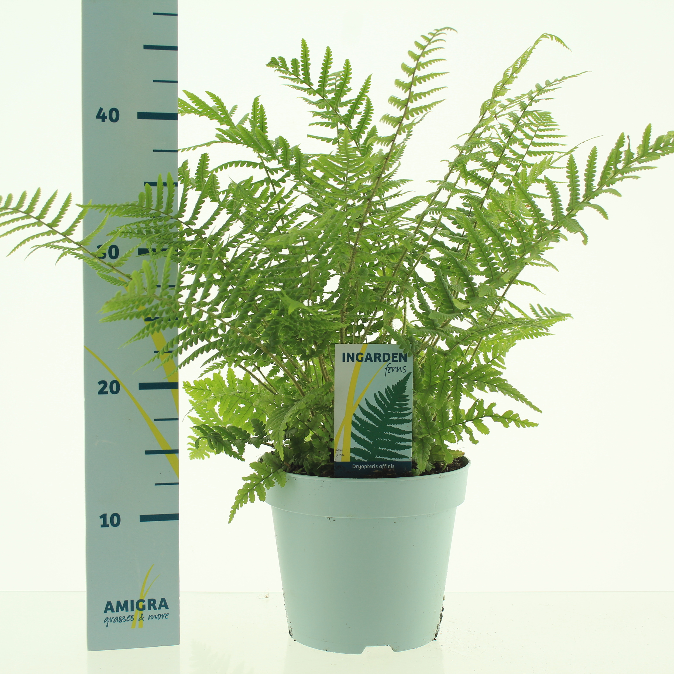 Picture of Dryopteris affinis