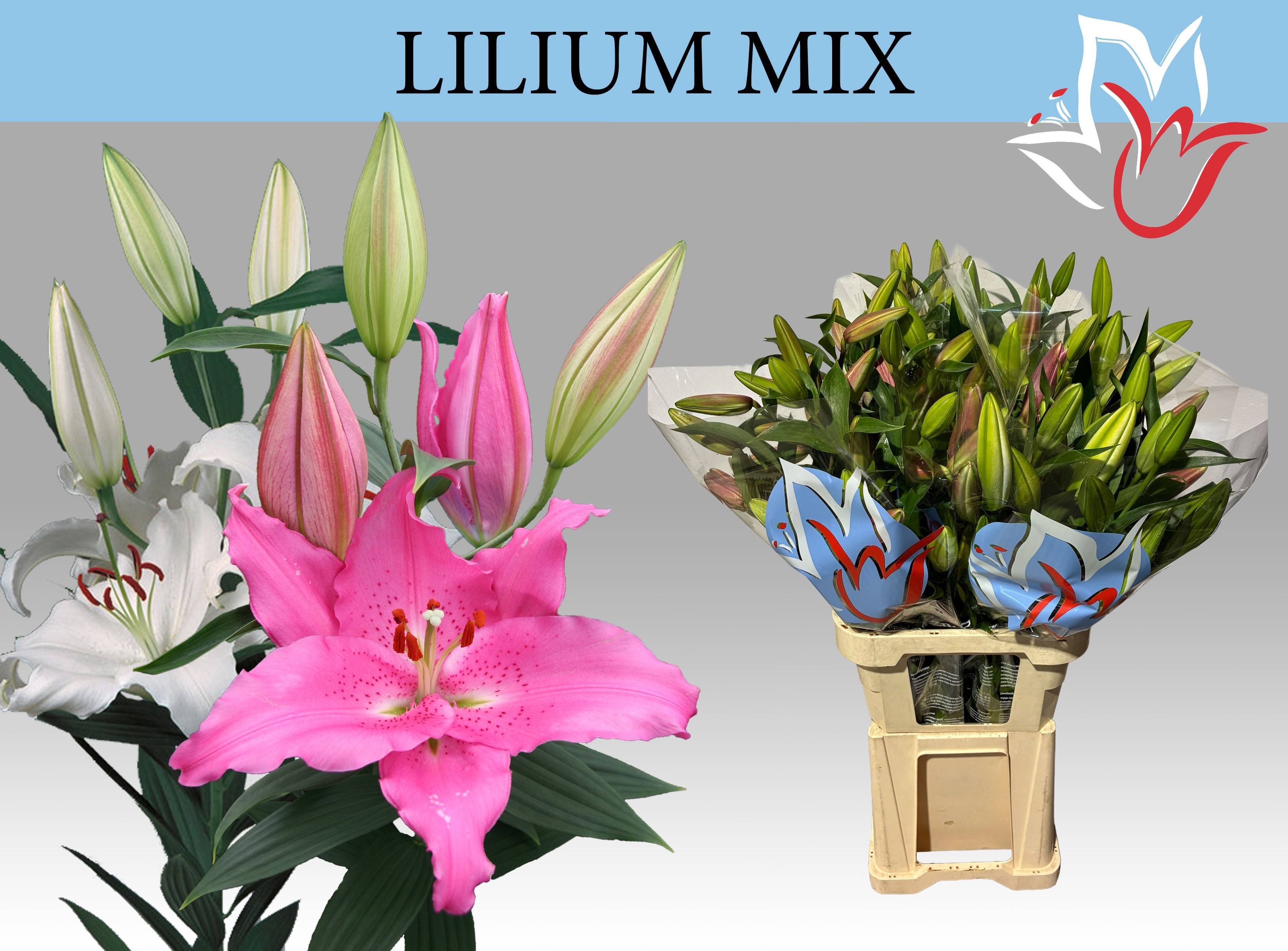 Lilium Or 80cm 4/5bl