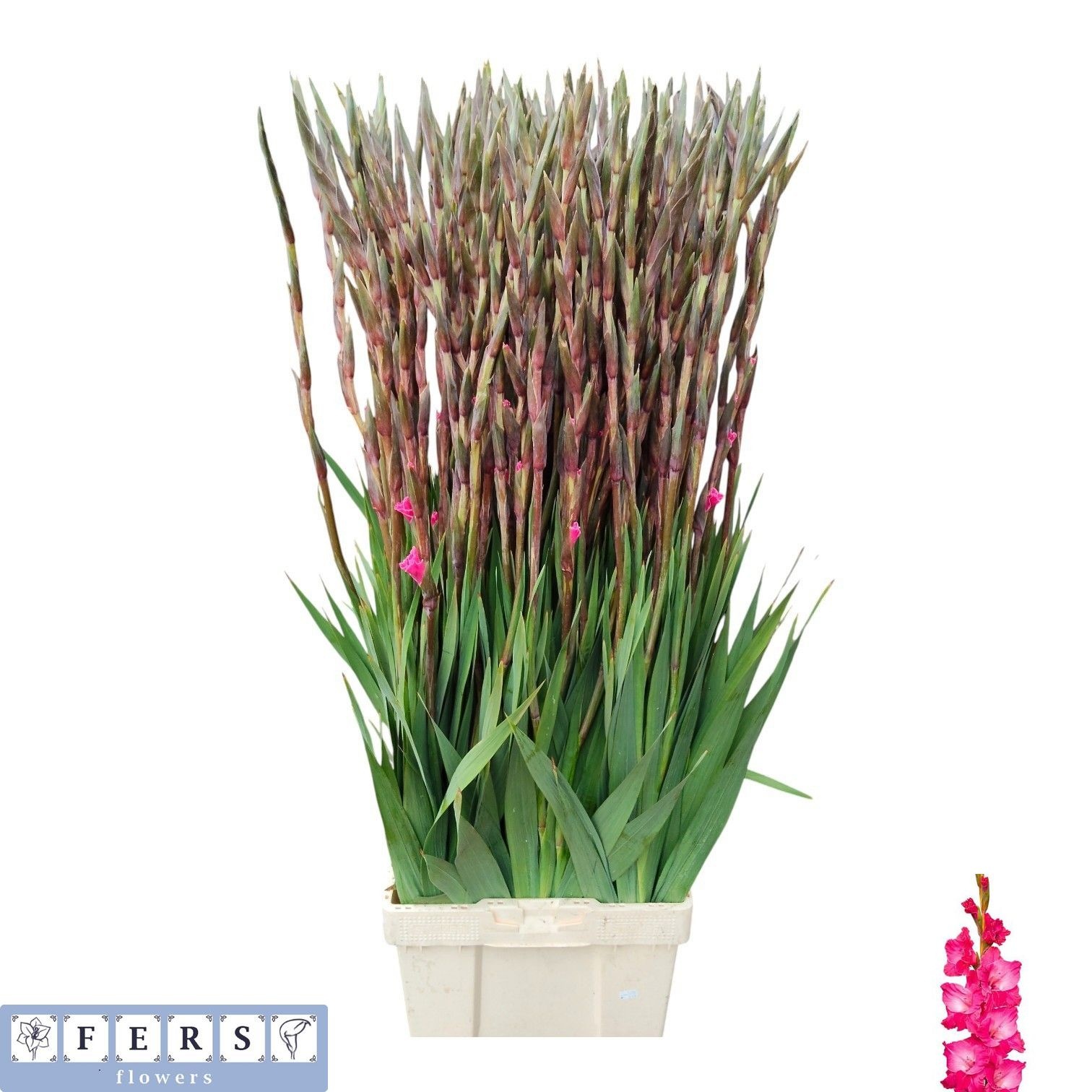 Gladiolus Fairyta Pink 130cm 150gram