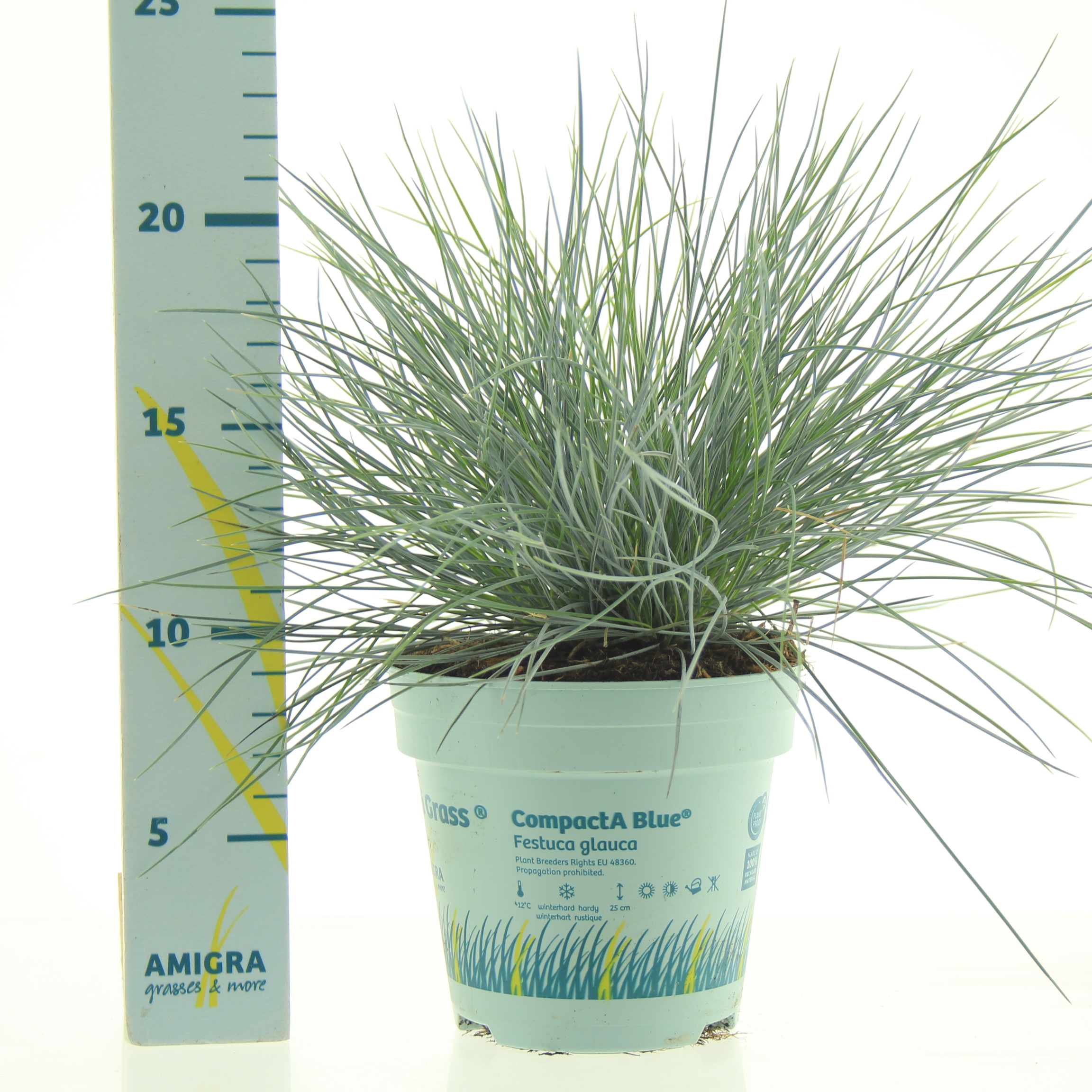 Picture of Festuca glauca CompactA Blue® P10.5