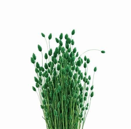 Dried/preserved Flowers Misc 70cm 150gram