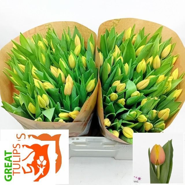 Tulipa Marit 38cm 38gram