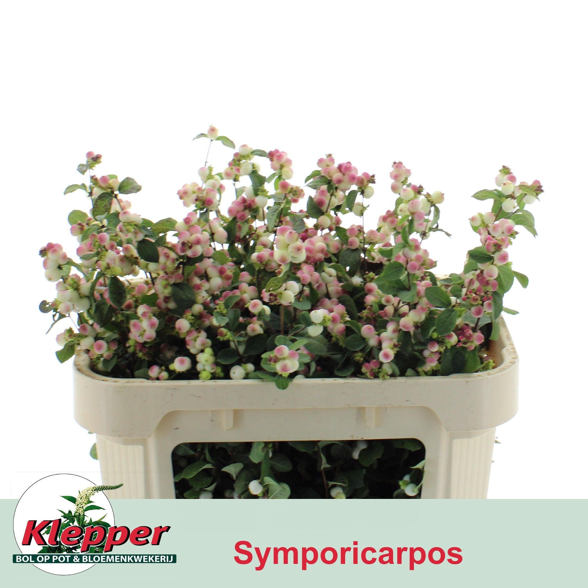 Sympho Mag R Ri Hood
