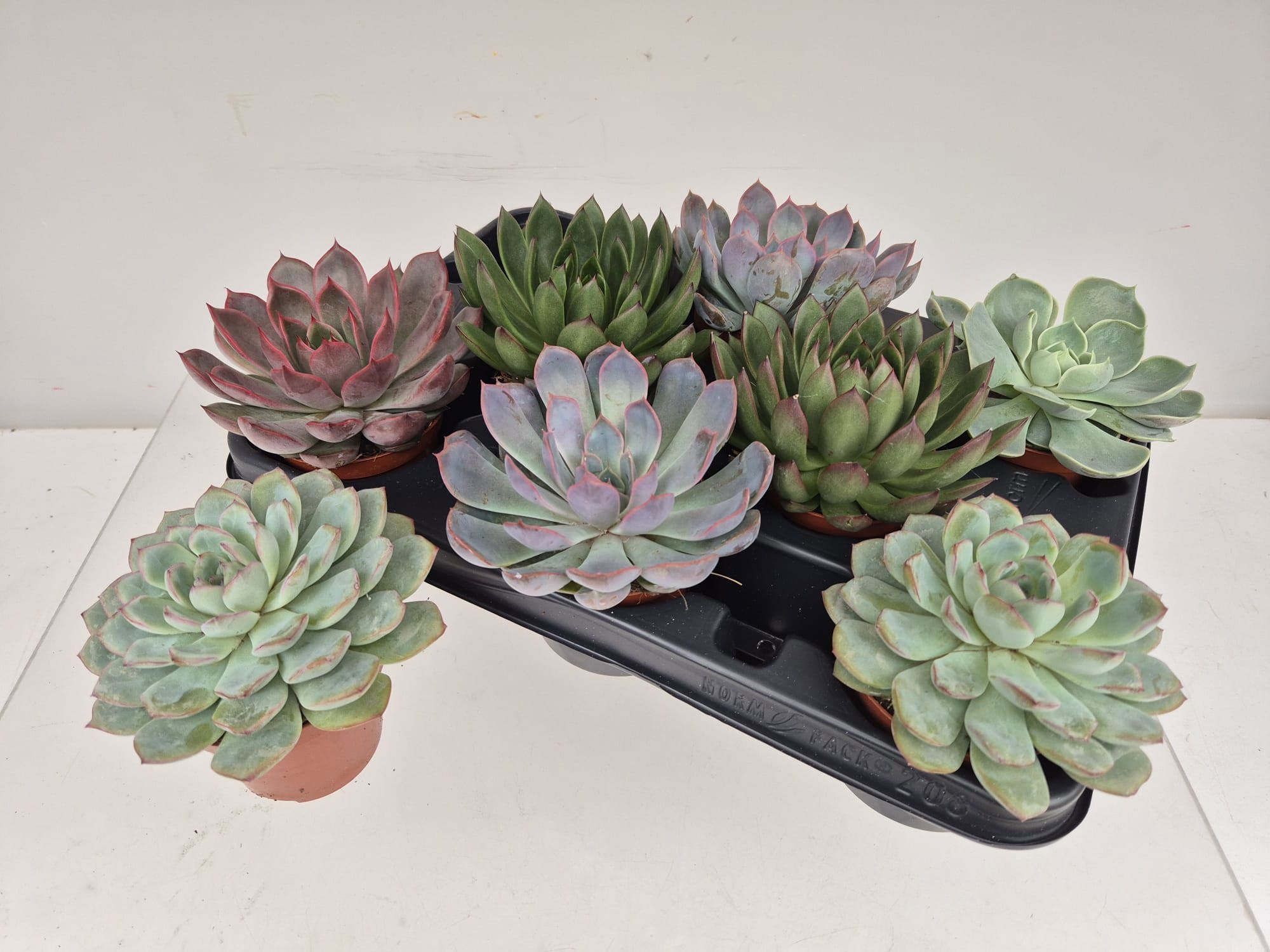 Echeveria Mixed 508Ø 10cm
