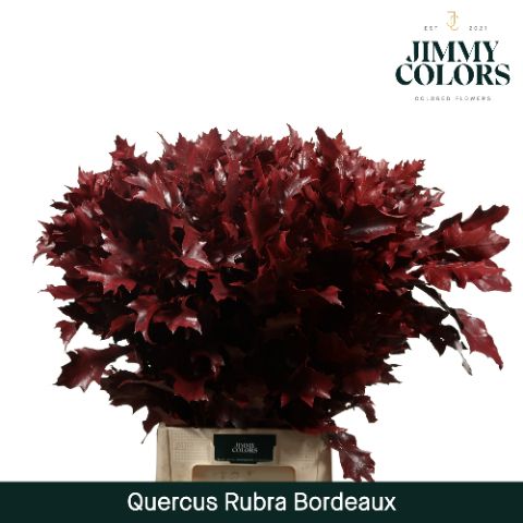 Quercus Rubra L80 Bordeaux