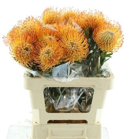 Leuco Ayoba Sun