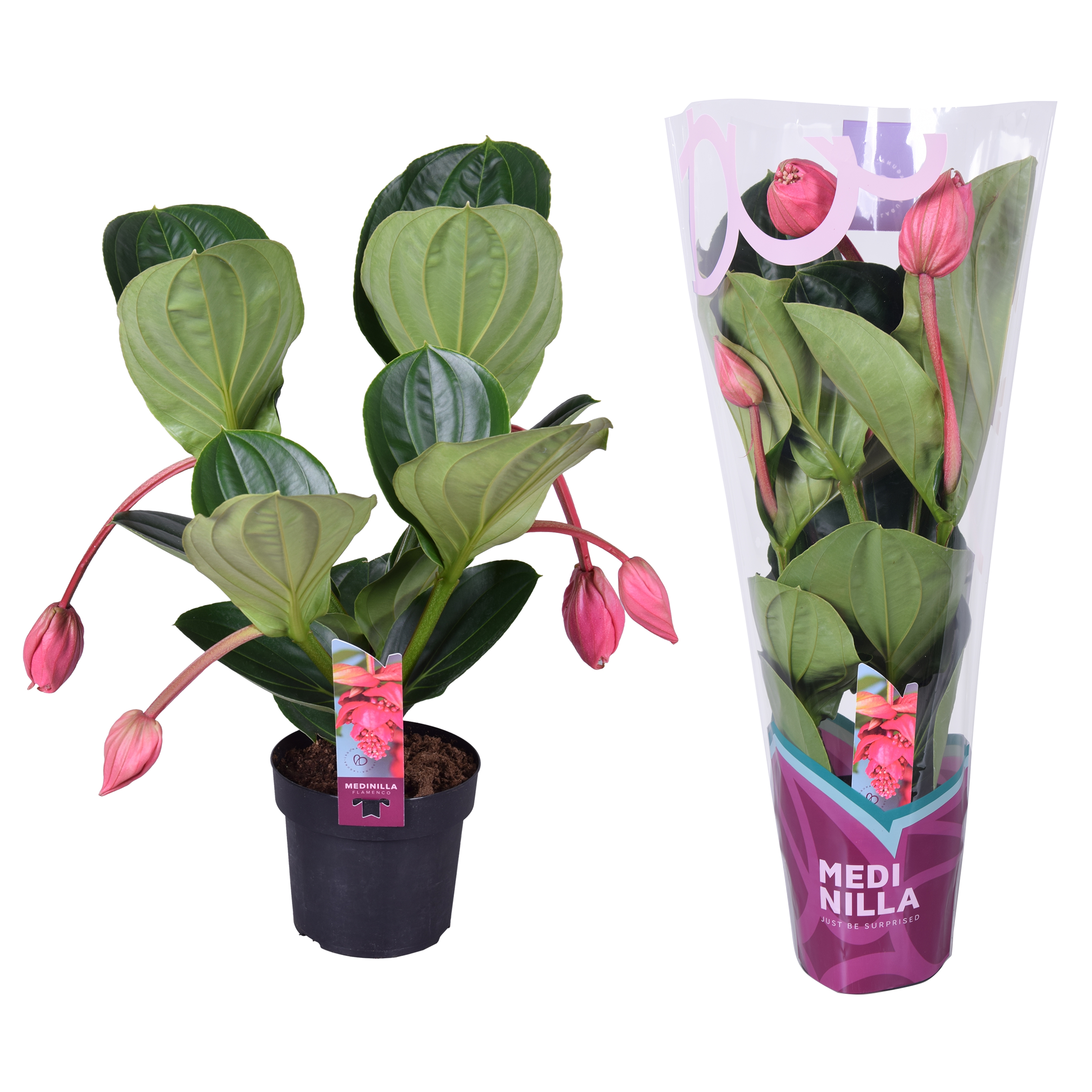 Picture of Medinilla Magnifica Flamenco 2 etage 4 Buds in exclusive sleeve P17 55CM