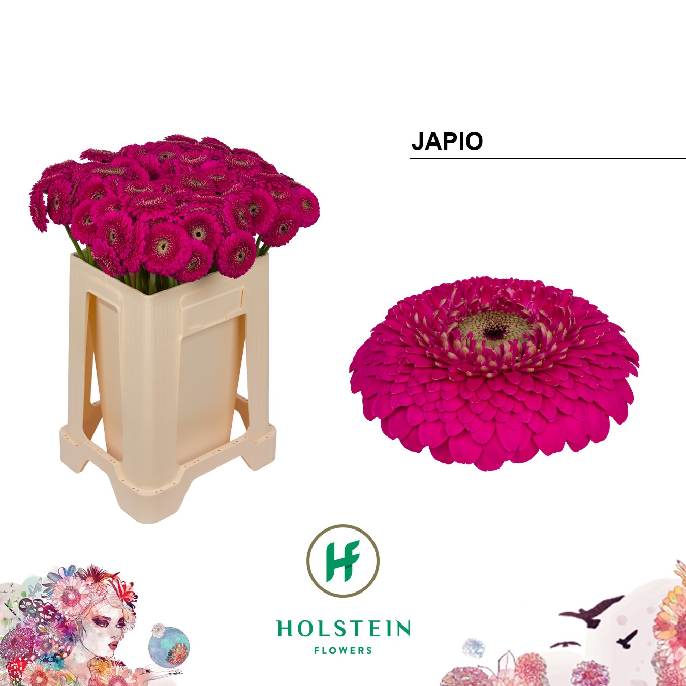 Ge Bv Pom Japio