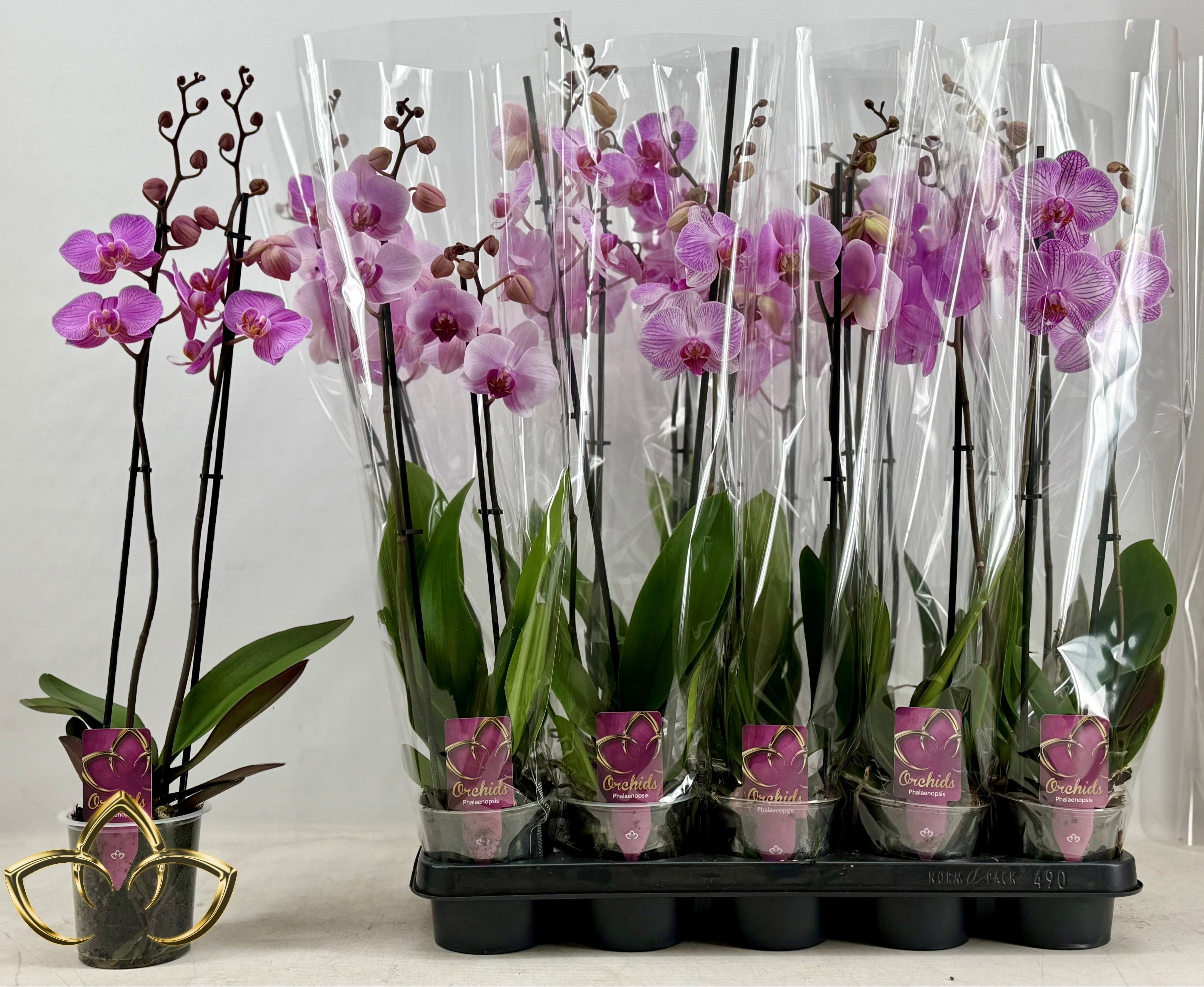 Phal Ov Roze 12P 65H 2TAK 16bloem 12bloei