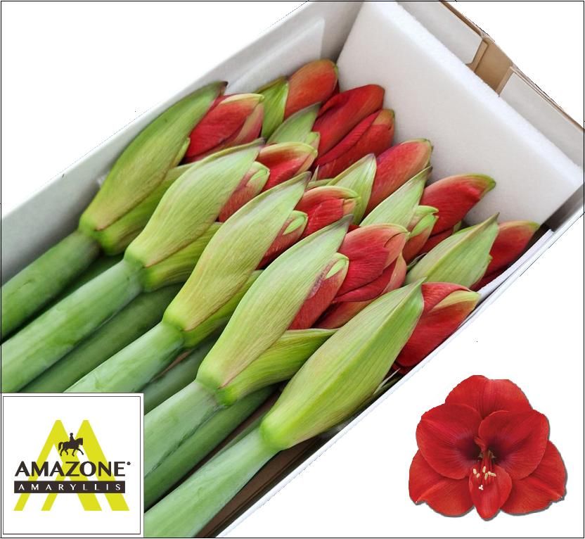 Hippeastrum Ferrari 4bl