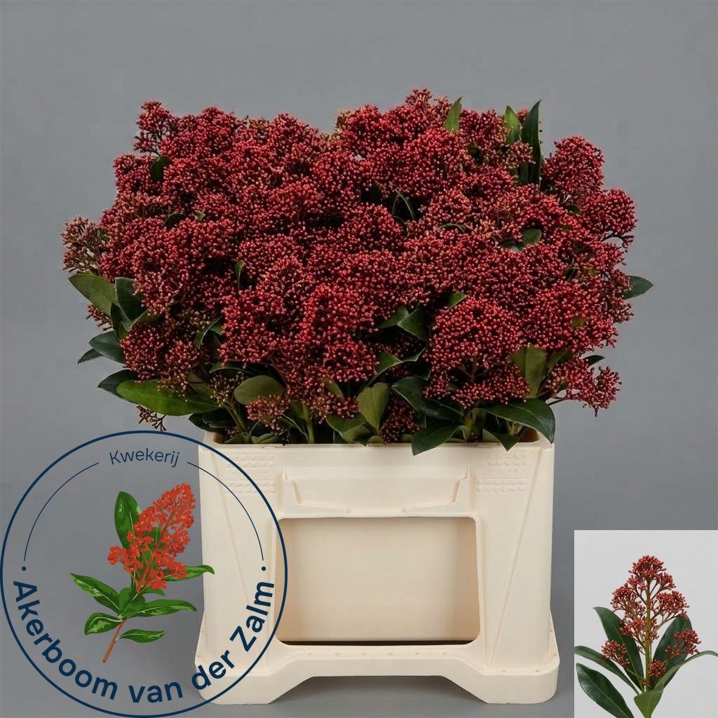 Skimmia Japonica Rubella 40cm