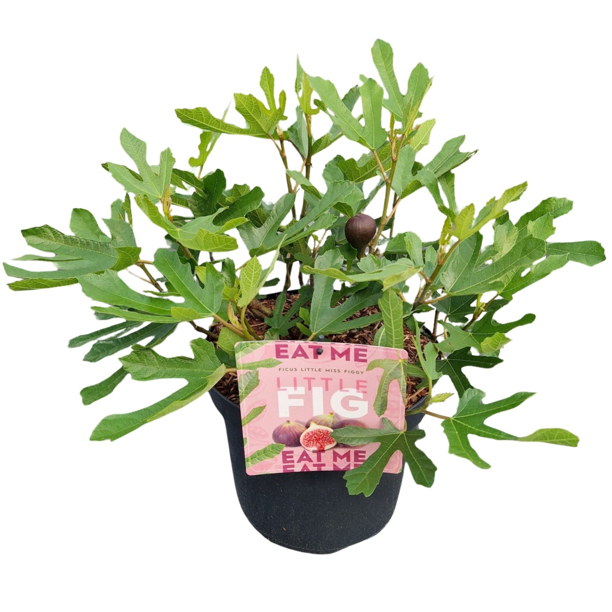 Picture of Ficus 'Little Miss Figgy'