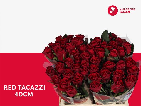 R Gr Red Tacazzi+
