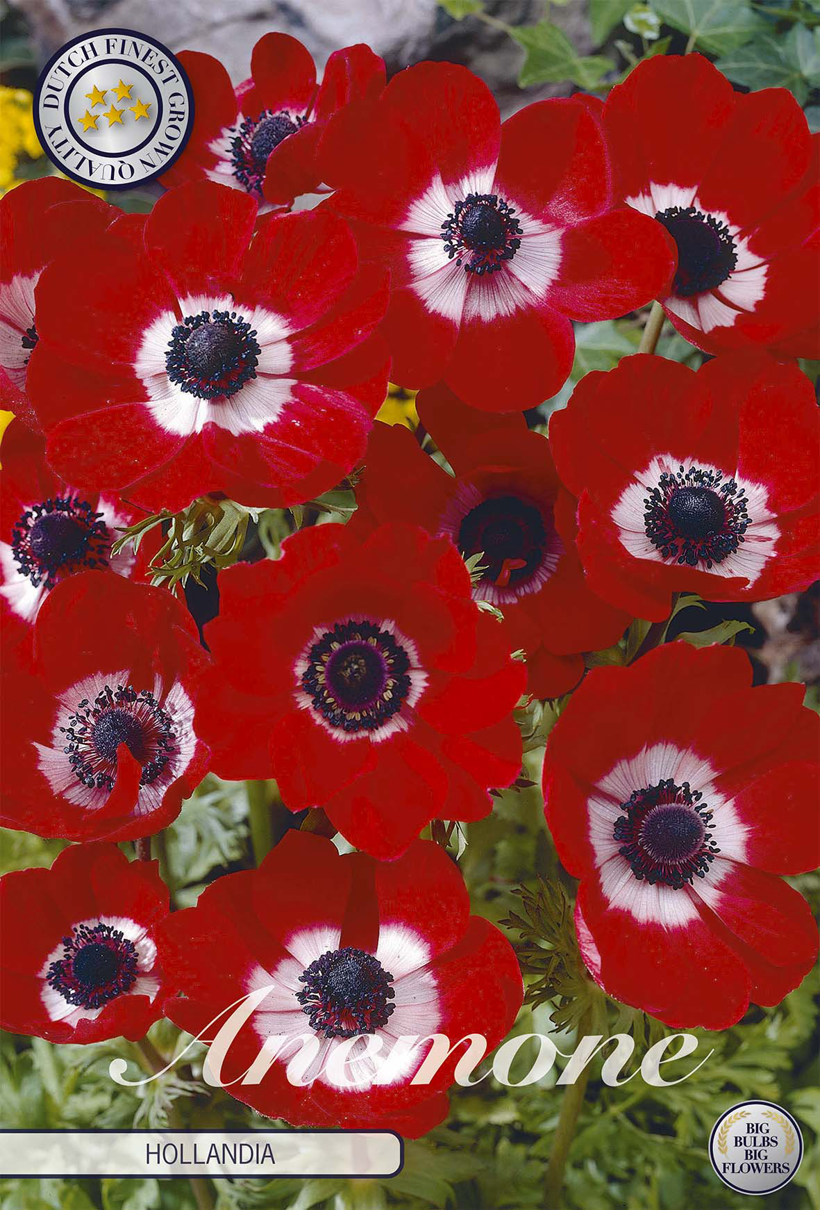 Anemone coronaria 'Hollandia'