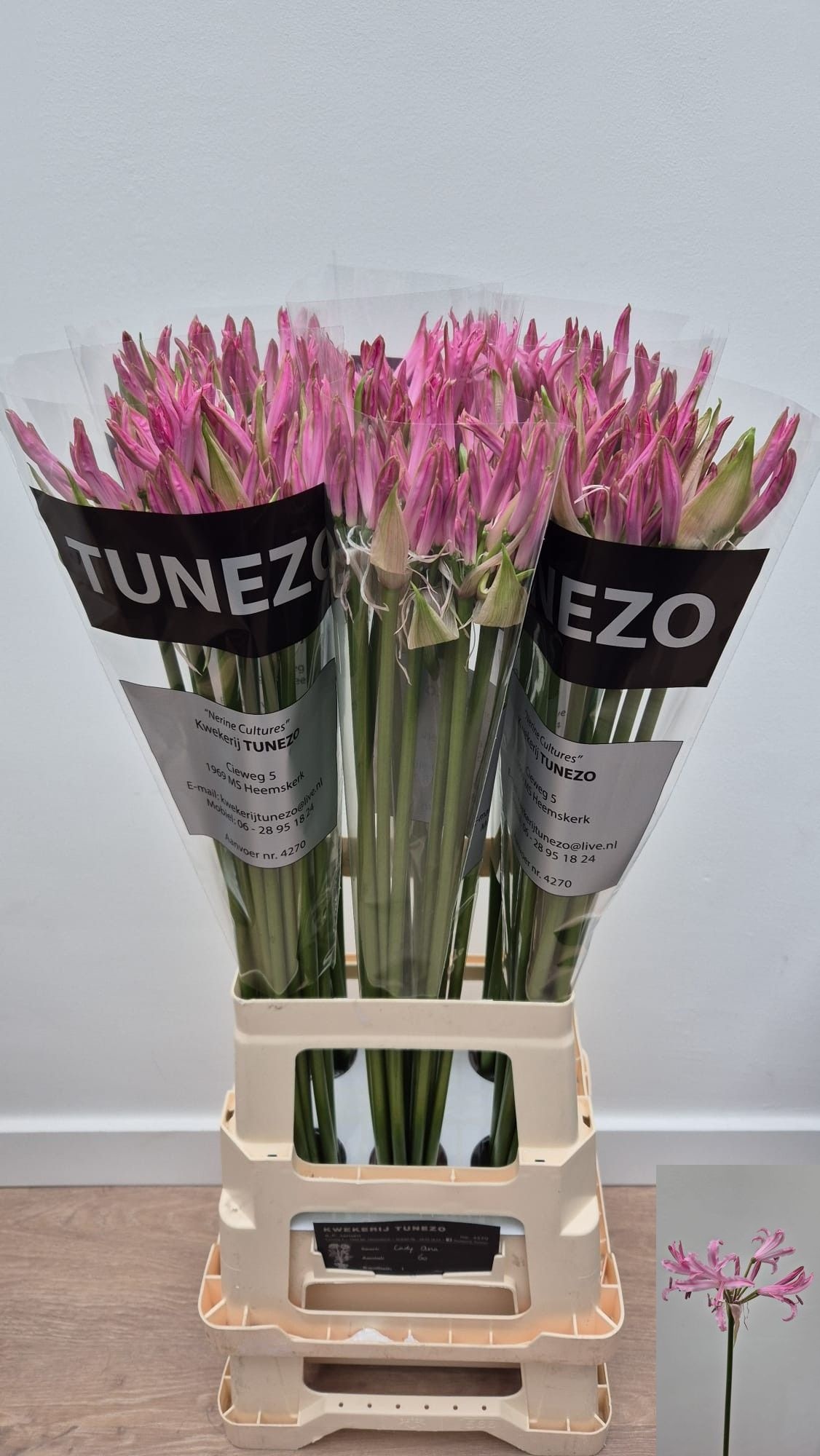 Ne Bo Lady Ann 70cm