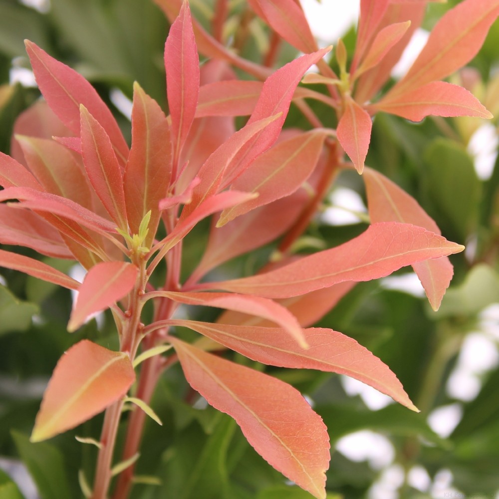 Picture of Pieris jap. 'Passion'