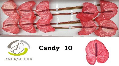 Anth A Candy