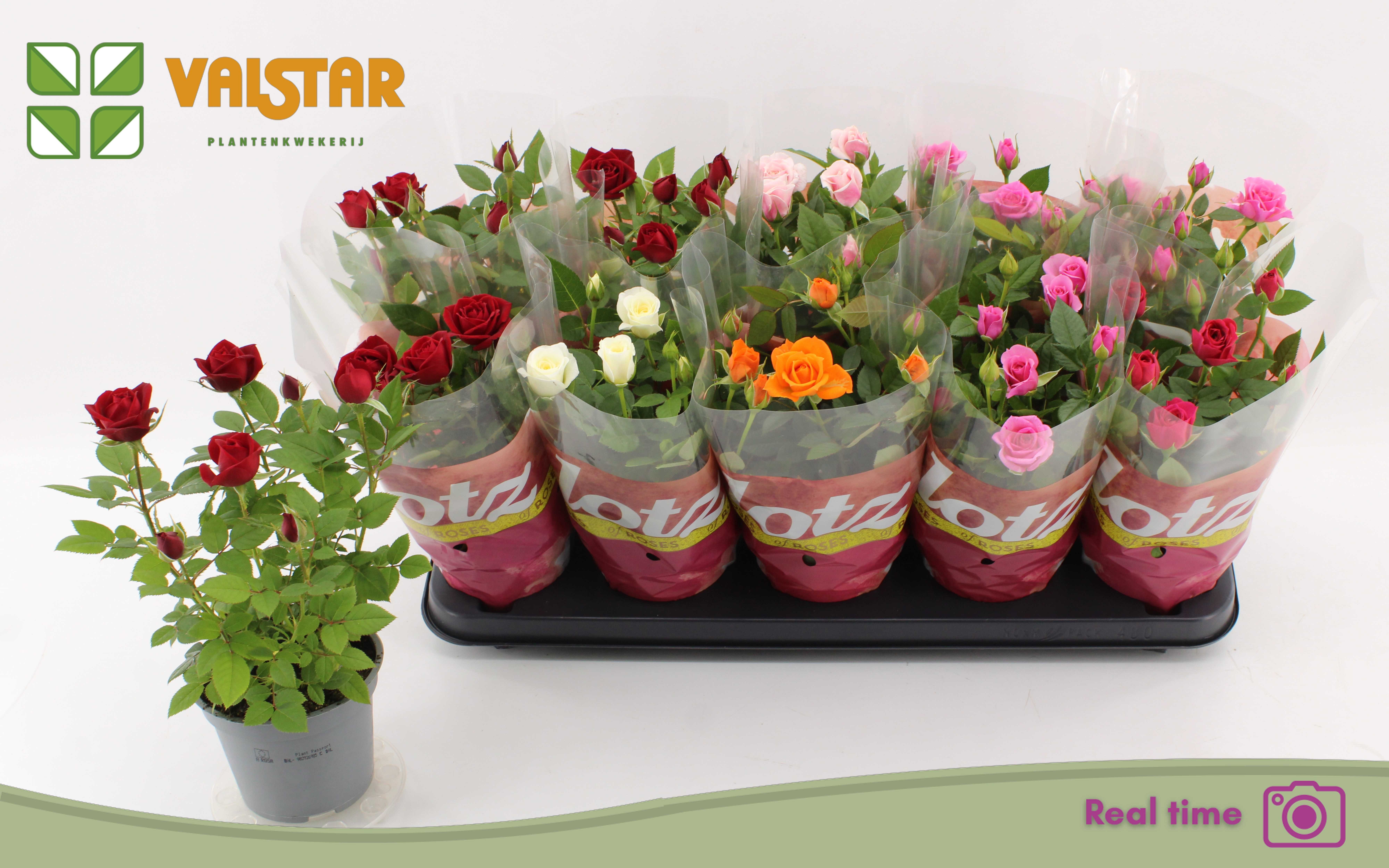 Rosa Lotz Of Mix Jewel 12Ø 30cm
