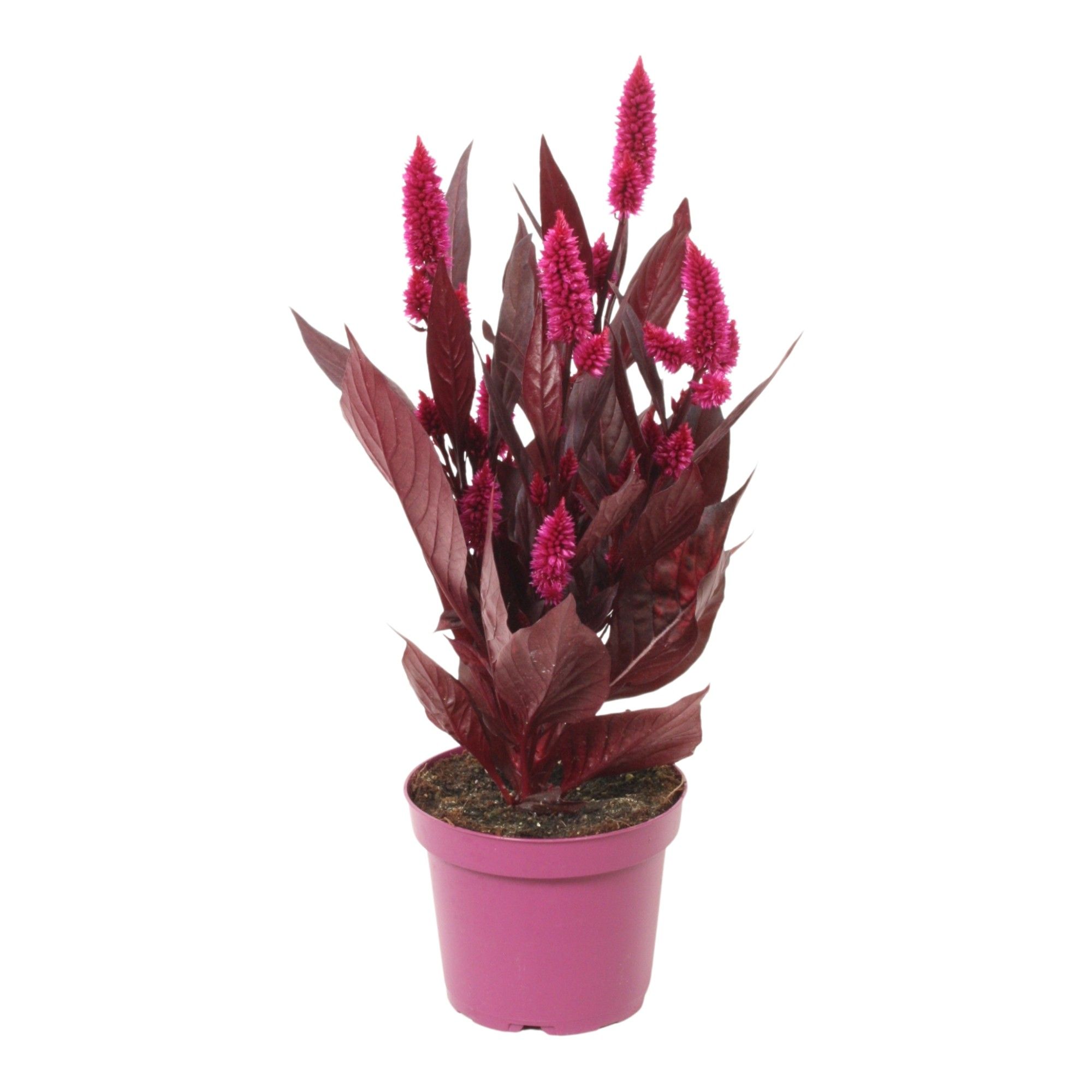 Celosia 'Mystic Shades' | No sleeve/etiket