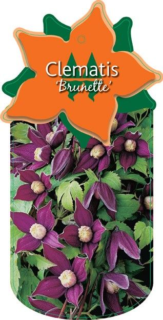 Clematis 'Brunette'