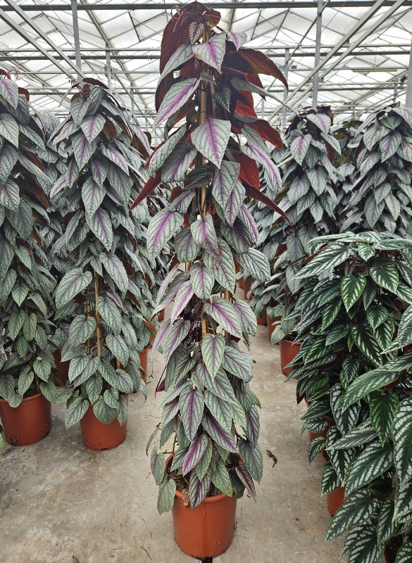 Picture of Cissus Violet Vine pyramid P27 150CM (LOOSE)